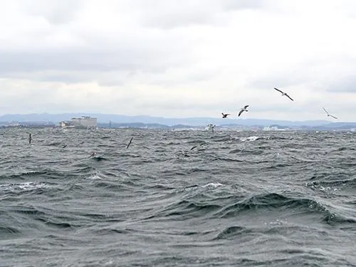 鳥山発見！