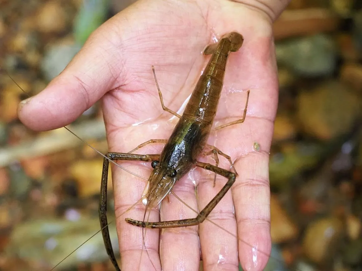 15cm。ここのアベレージサイズ。河川とポイントによってサイズが違う気がする。釣り場のポイント情報は現地でも非常に少ないが、反面、自分で探す楽しみがある