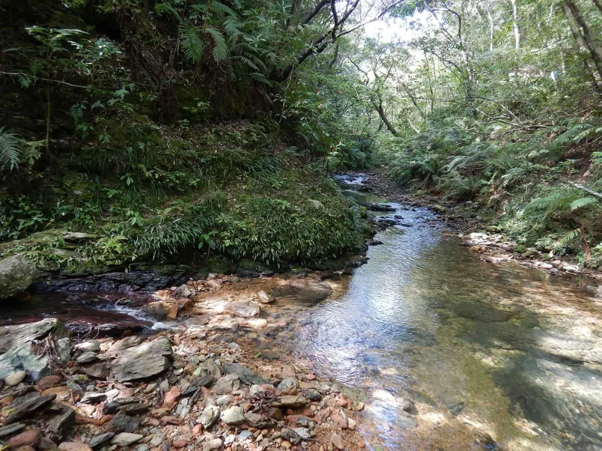 深い所で水深50cm位の透明度の高い小さな渓流、キバラヨシノボリは見えるが、コンジンテナガエビは隠れていて見えない。運が良ければヤンバルクイナに出会えるかも知れない（今回近くで、夜間、繁殖期の鳴き声が聞こえた）