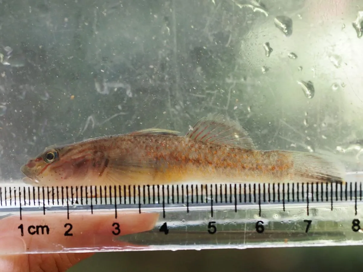 餌盗りは沖縄ならではの希少種、キバラヨシノボリ。勿論リリース