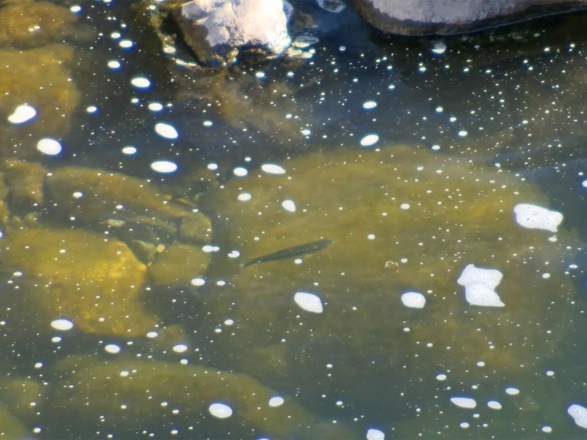 悠悠と泳ぐ渓流魚