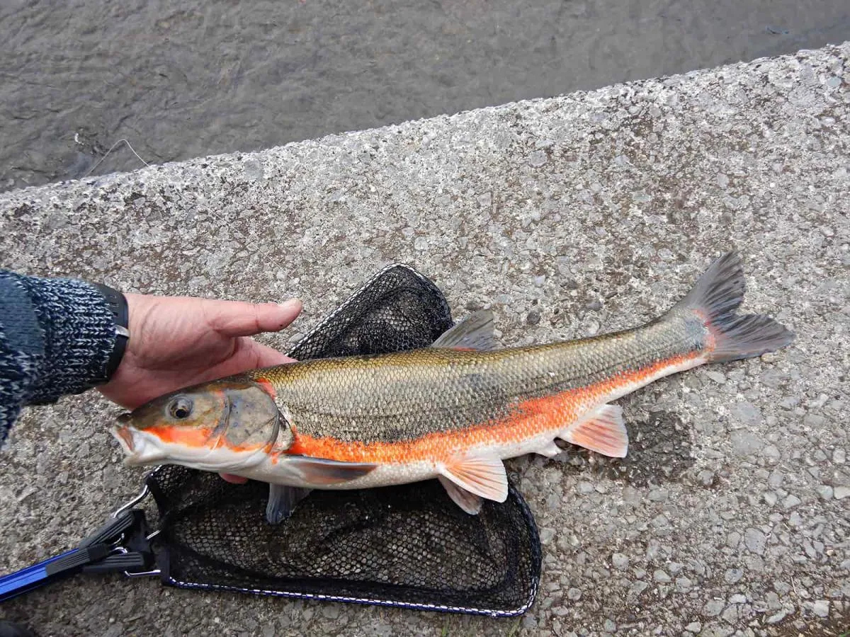 約50cm、個体によって赤いラインの出方も異なる
