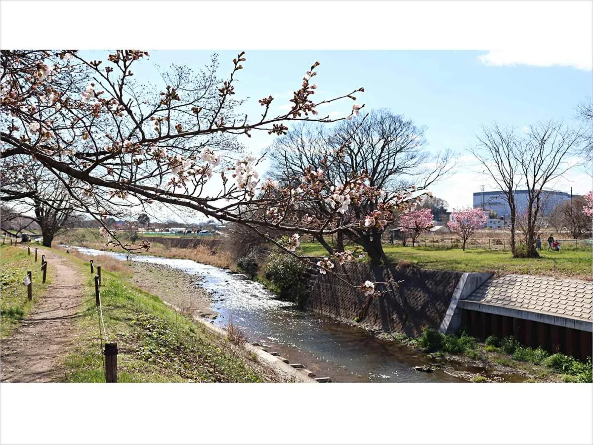 城前橋のから下流を望む、ここも桜の咲くころマルタの溜まる所