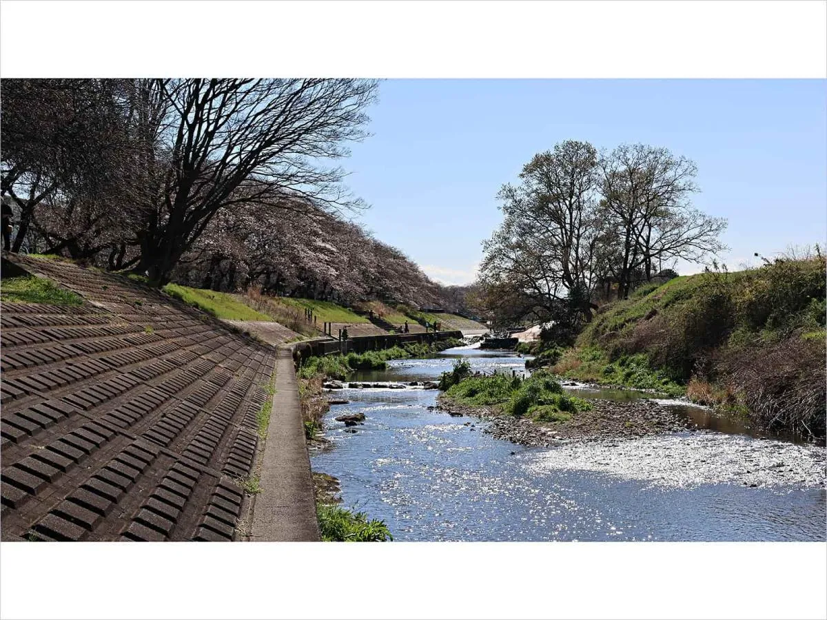 今回釣ったポイント金山橋～城前橋の中間あたりの台田団地前のトロ、護岸2mほどの高さがあり魚が良く見える所
