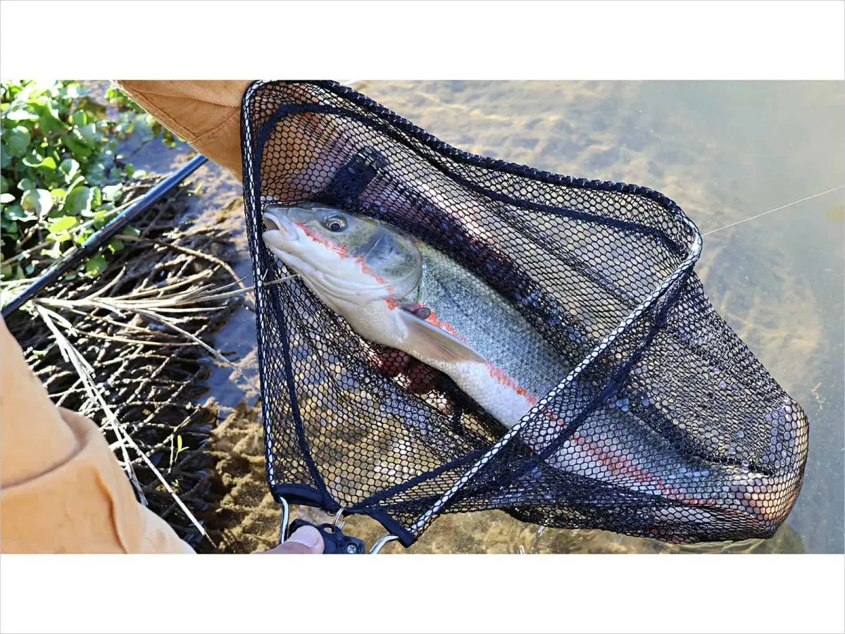約45cm、個体によって微妙に顔が違う気がする