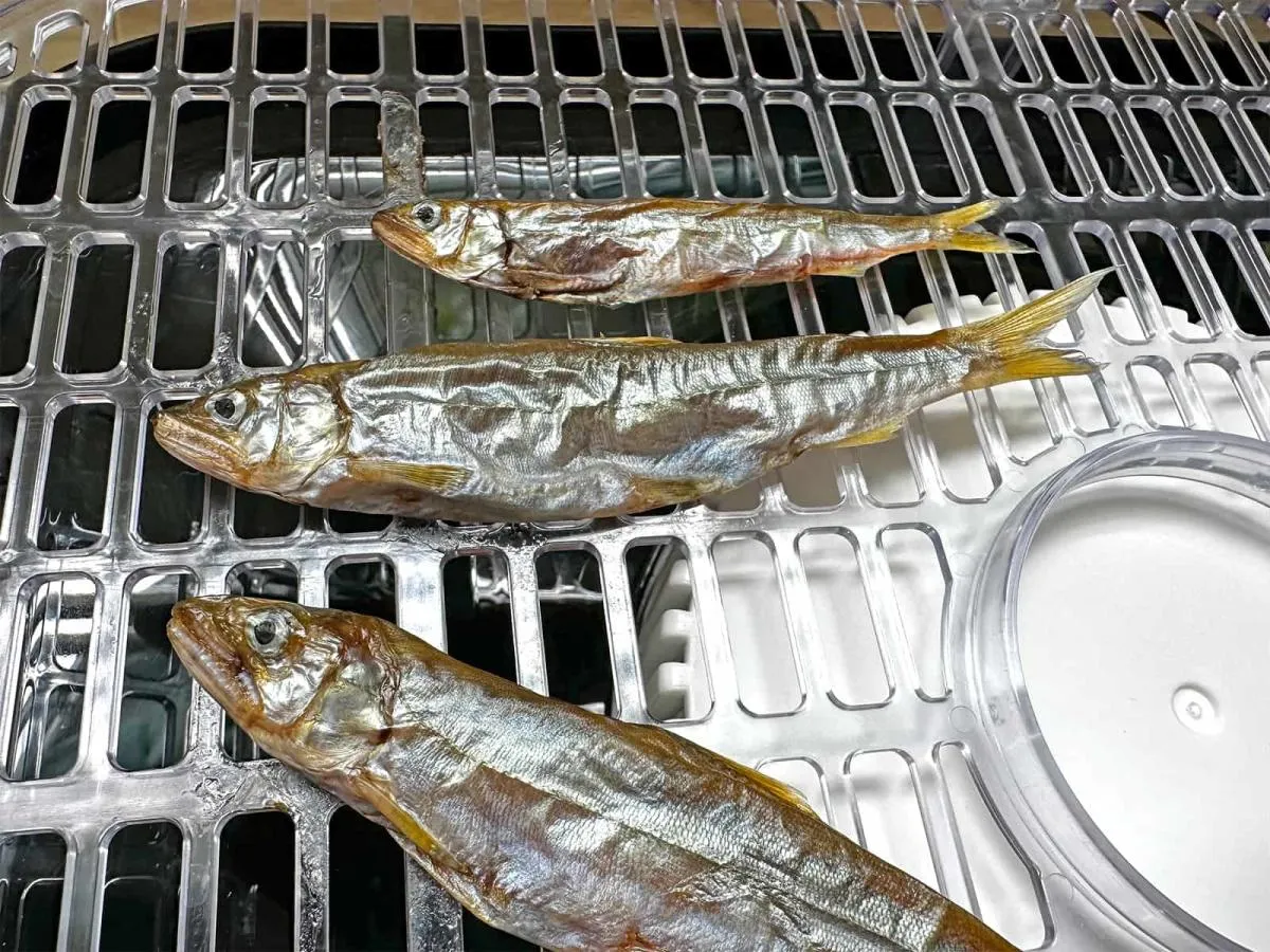 アブサンのおやつ用に何匹かのコアユをジャーキーにした。驚くほどよろこんでいた