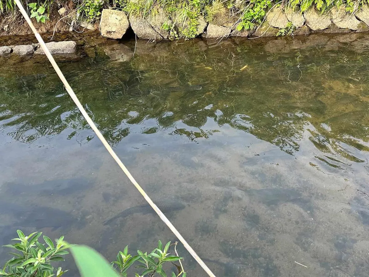 ちなみに、コアユ目当てなのか、ニゴイがめちゃくちゃいた。こっちを狙っても面白そうだ