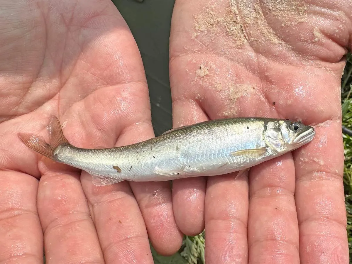 釣れたコアユたちはどれもサイズが大きく、銀色に輝いていた