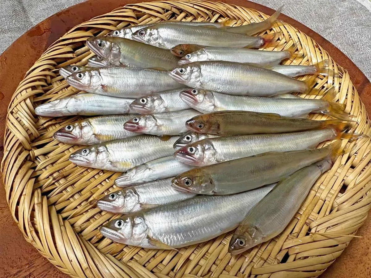 この日の釣果。サイズが大きいのでこれでも十分食いでがある