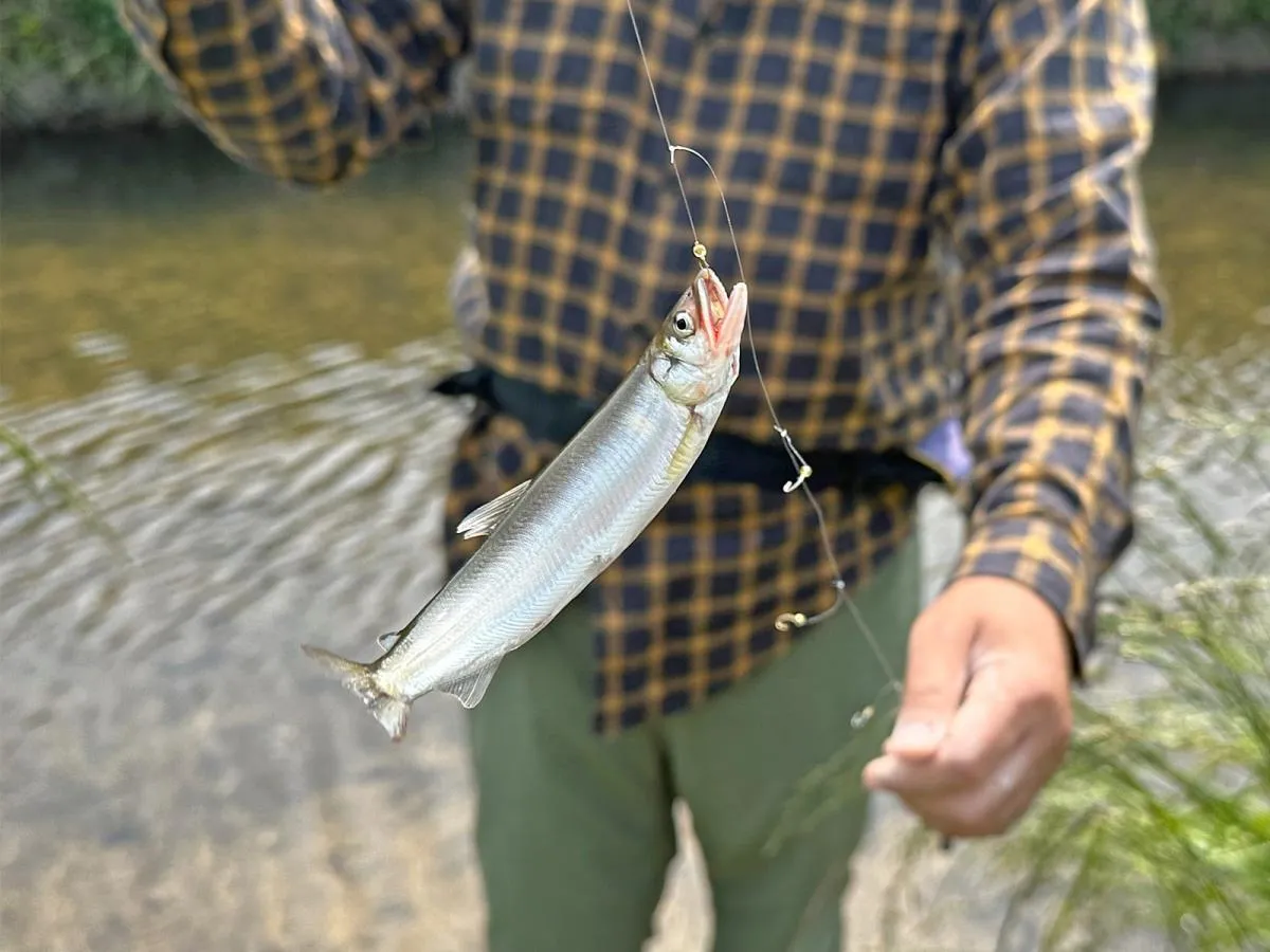 ぼちぼち釣れる。場所とタイミングさえよければ初心者でも十分に楽しめるはずだ