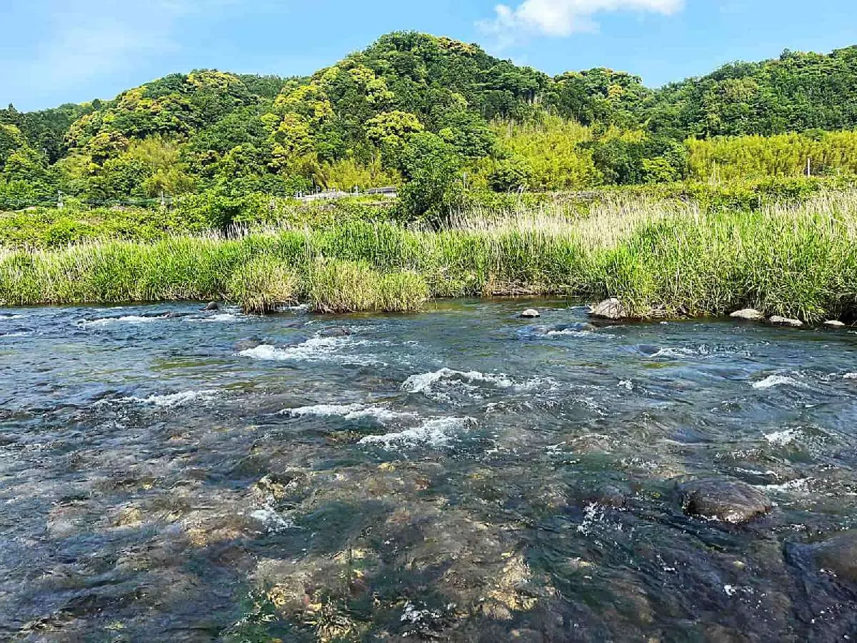 朝一は左岸に溜まりのあるこのポイントから始めることにした。溜まりでは小さなアユが跳ねていた。