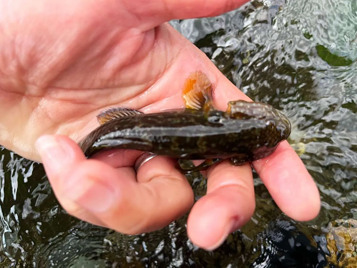 浅瀬を狙って釣っていたらハゼさん登場！仕掛けがグチャグチャに・・・