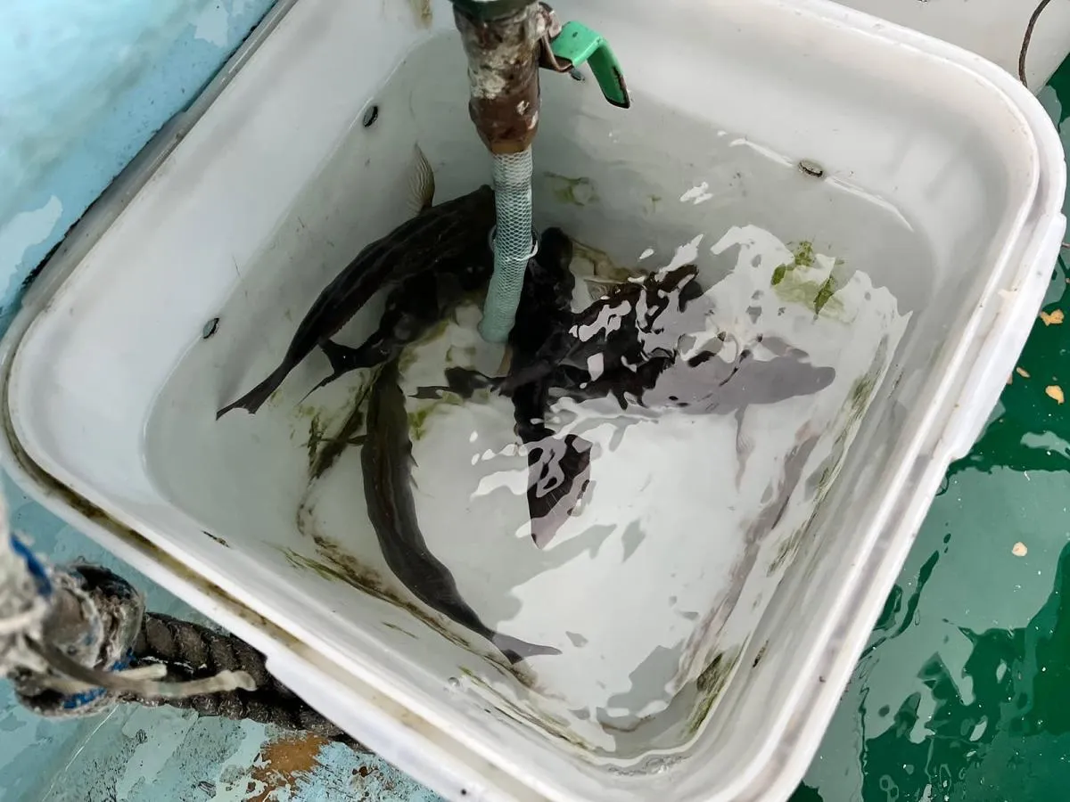 魚桶は見る見る充たされて──