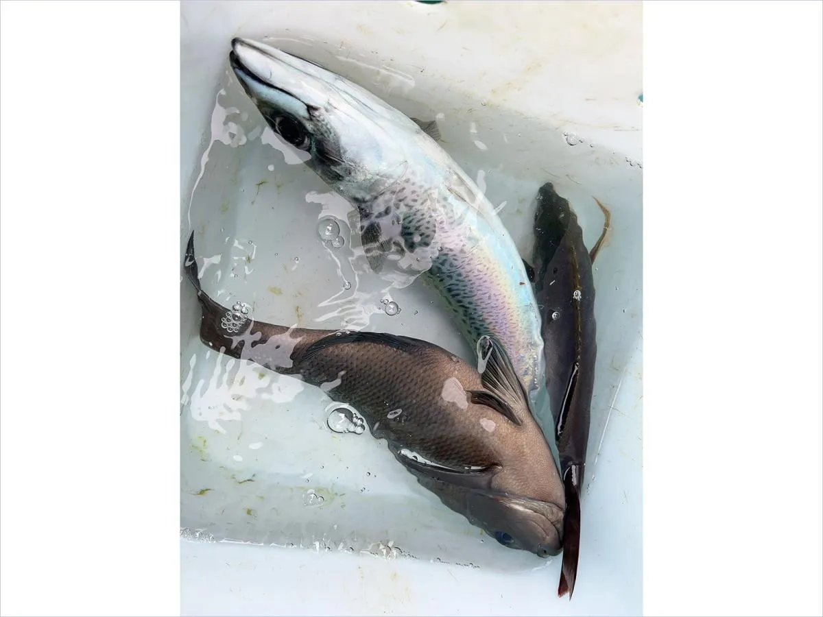 釣果情報には載らない“美味しい釣果”たち