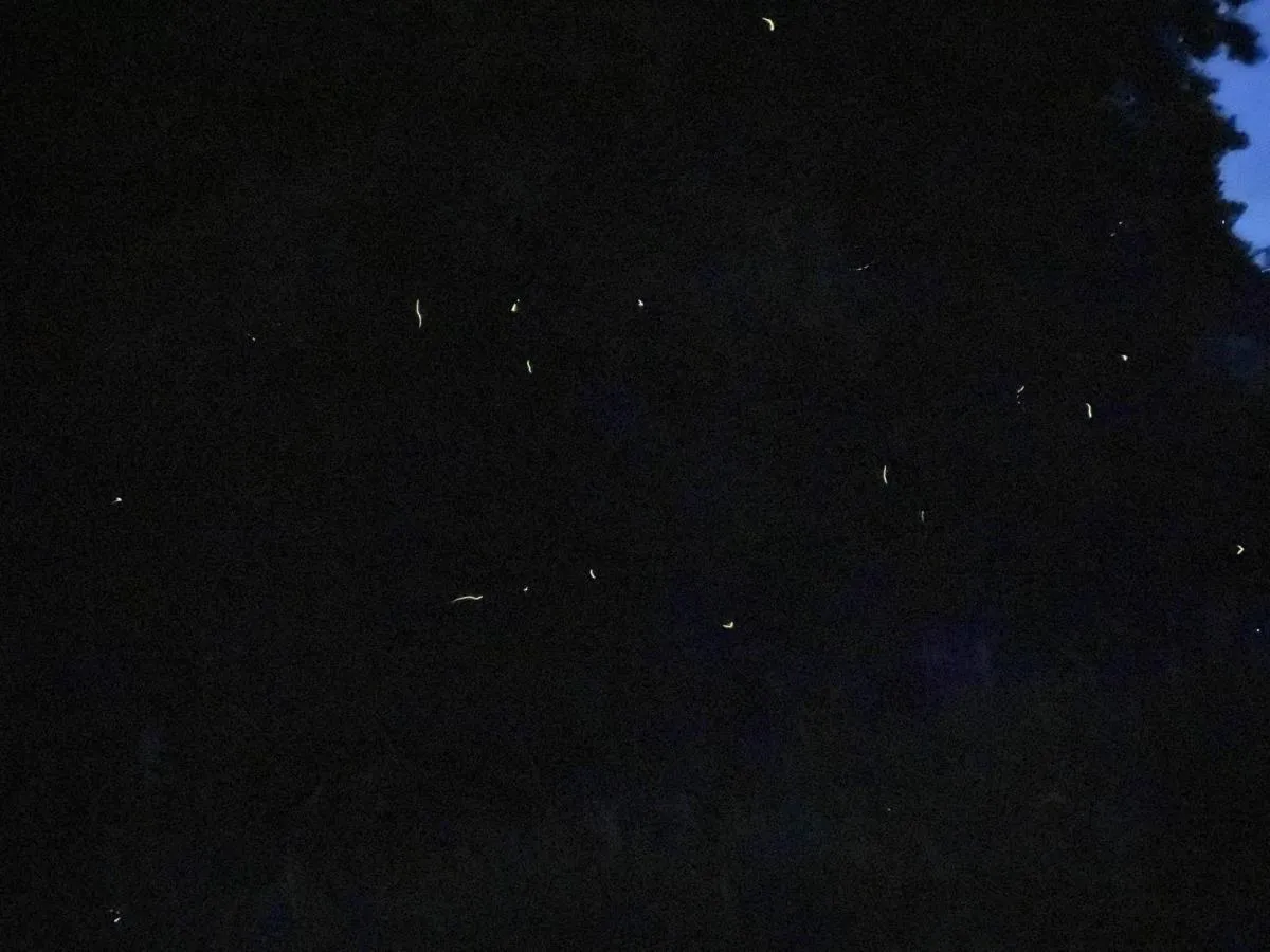 白浜町の蛍。ちょっと見づらいかと思うが、実際には幻想的で美しい蛍火