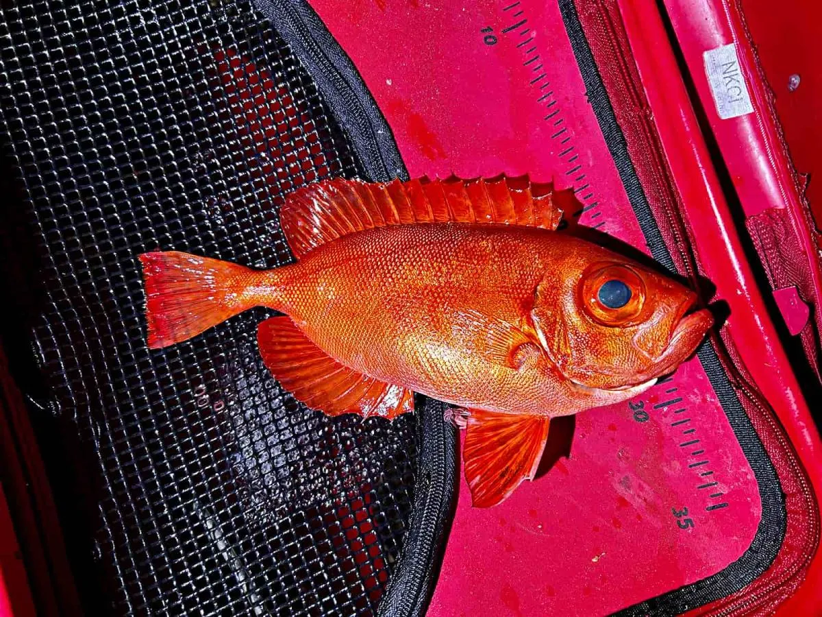見た目も美しく美味しい魚のチカメキントキ。サイズは30cm級