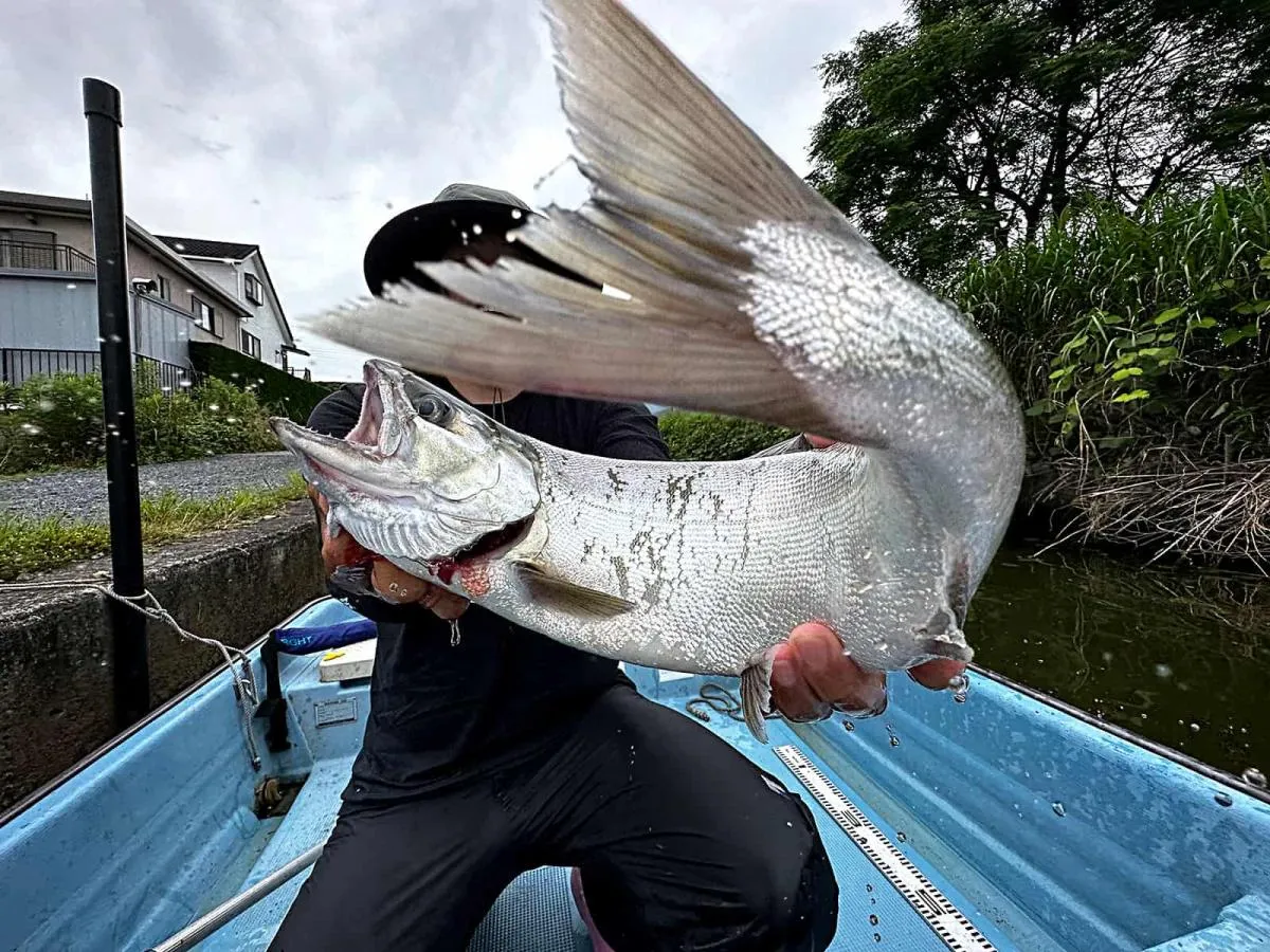 7匹目は50.5cm。猛さんにも同時にヒットして、先にこちらをランディングしてイケスに入れたため、桟橋に戻ってから撮影した