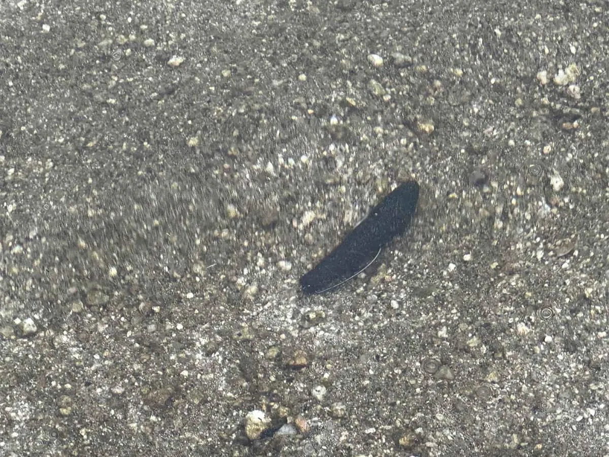 練習のため、まずはルアーが見える浅いところでカバースキャットを動かしてみて、その場でクイックにテーブルターンする感触、ロッドに伝わる抵抗感を身体で覚えておくことを強く勧める