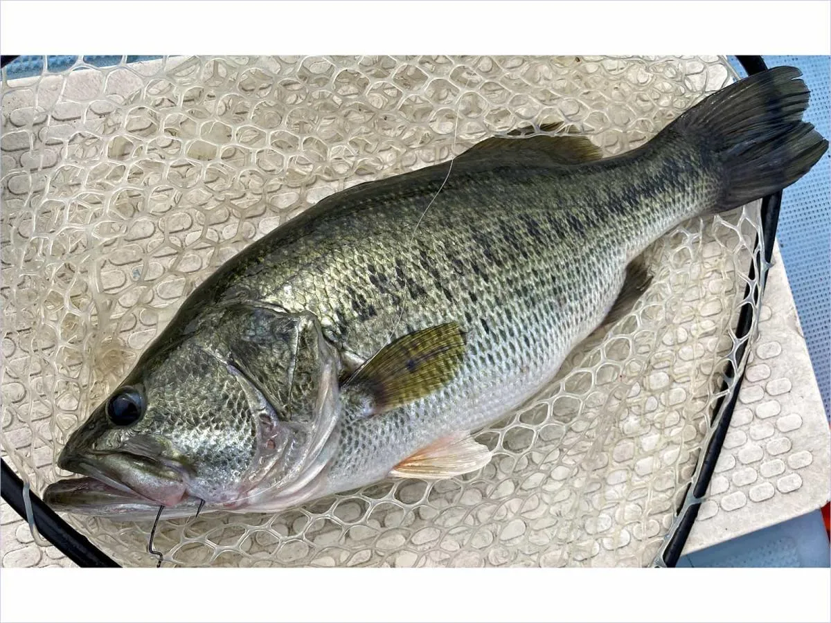 6月30日に釣れた60cm。障害物の際だけでなく、周辺を広めに探ってみると特大級が釣れることがままある