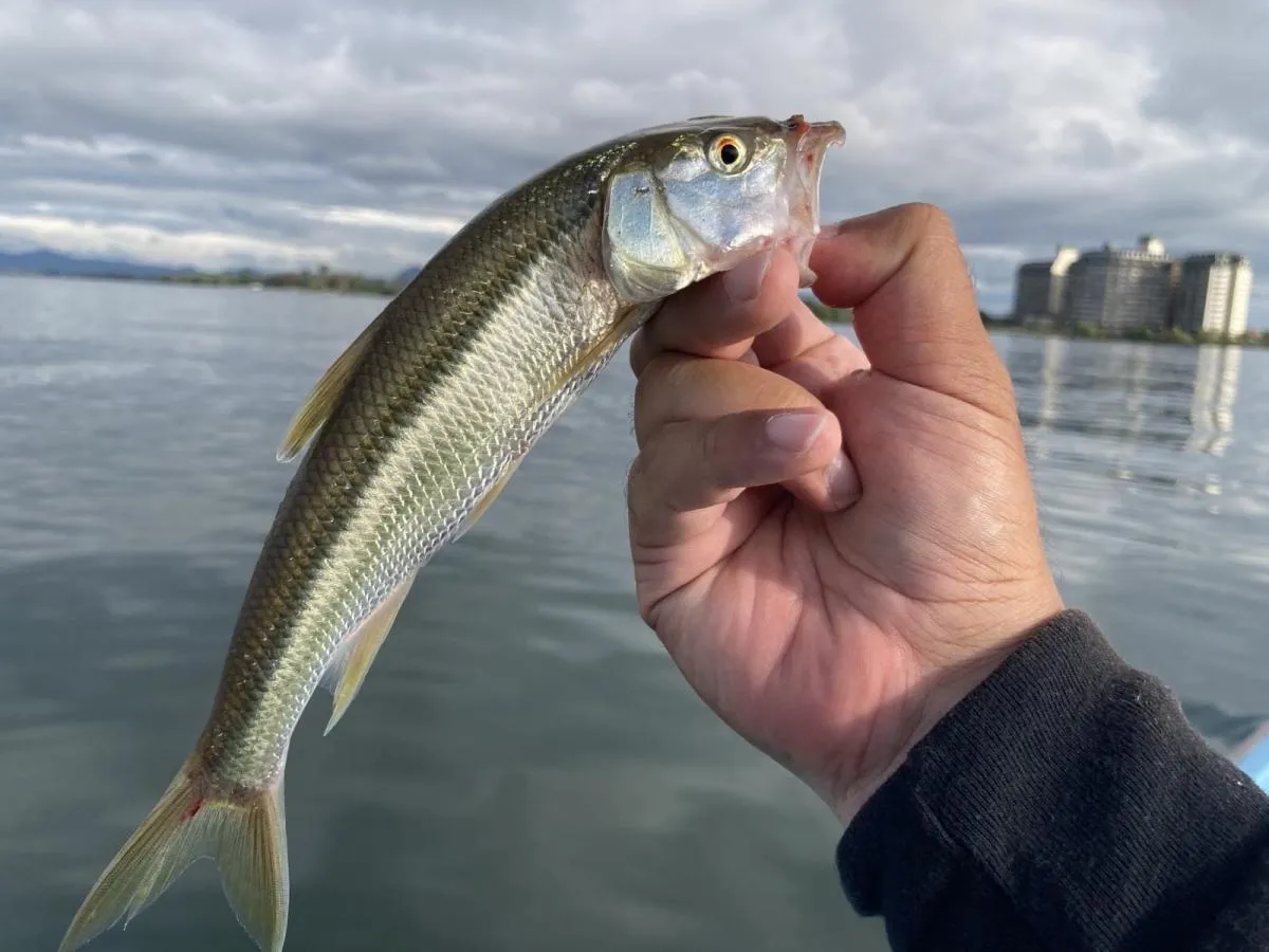 ハスやビワマスなど「群れさえ見つけてしまえばわりと簡単に釣れる」系の魚の方がライブサイトの効果が高かったりする