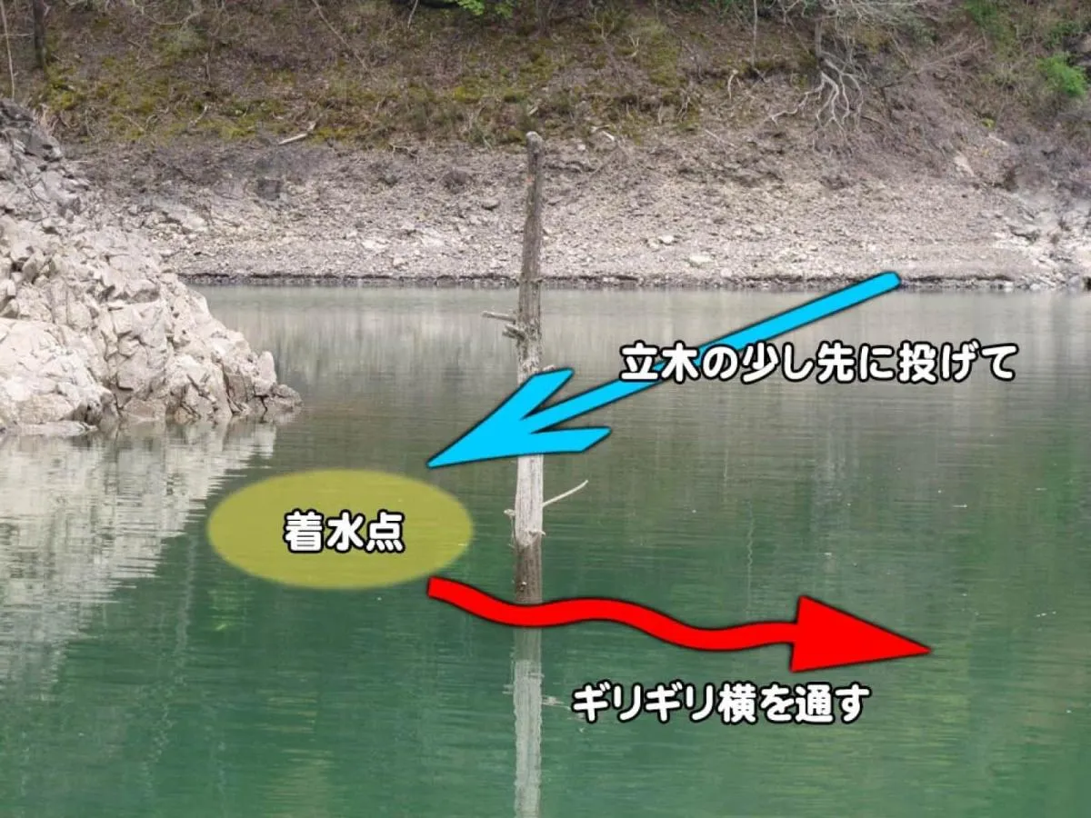 立ち木についているバスを狙うなら、このように立ち木より少し先にルアーを着水させて、立ち木ギリギリのコースで泳がせるのが基本だ。
