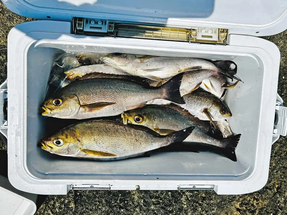 私の釣果は最大35cmのイサキを30匹と2桁釣果は達成出来た