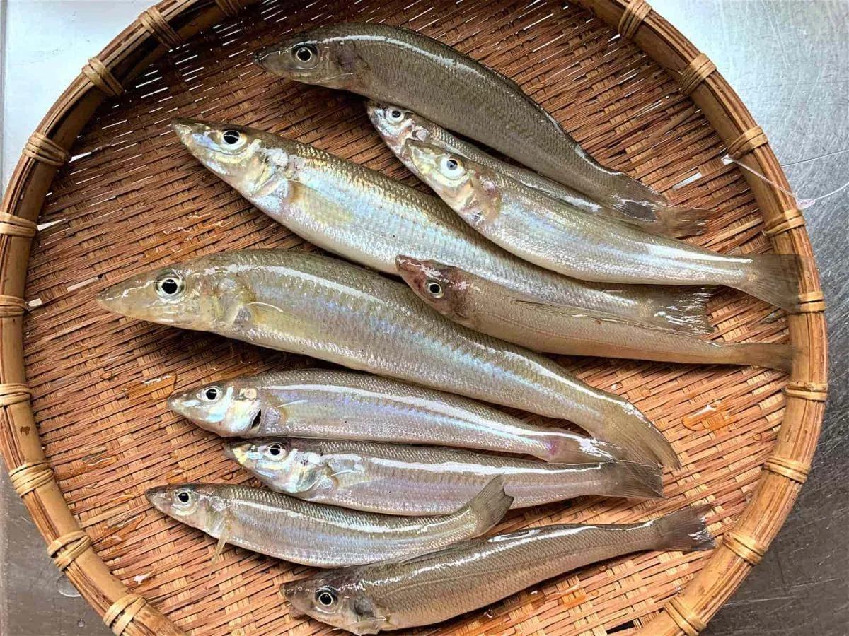 この日の釣果