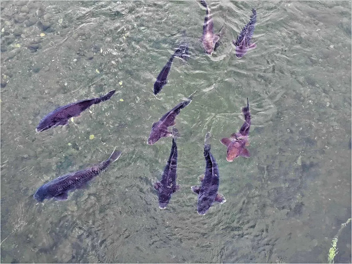 流れ橋を渡るとコイが寄ってくる。可愛い