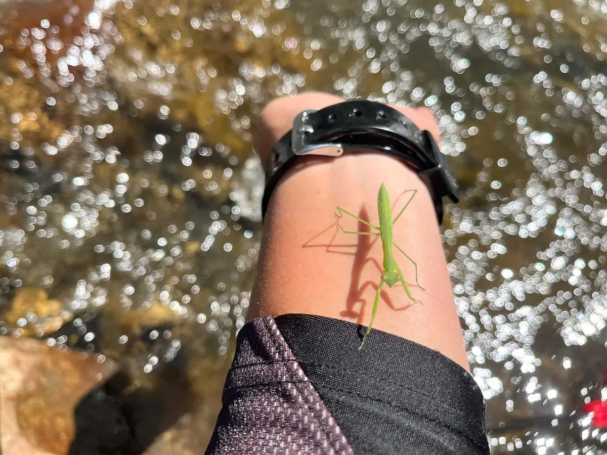 カマキリもしっかり釣れよ！と応援に