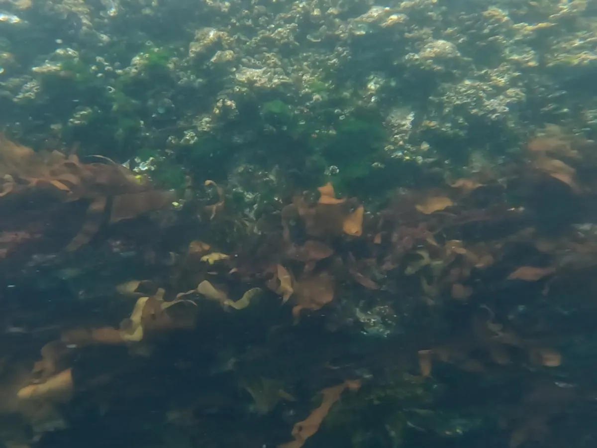 狙うべきレンジは、海藻が生い茂っている水面から2～3ｍ。