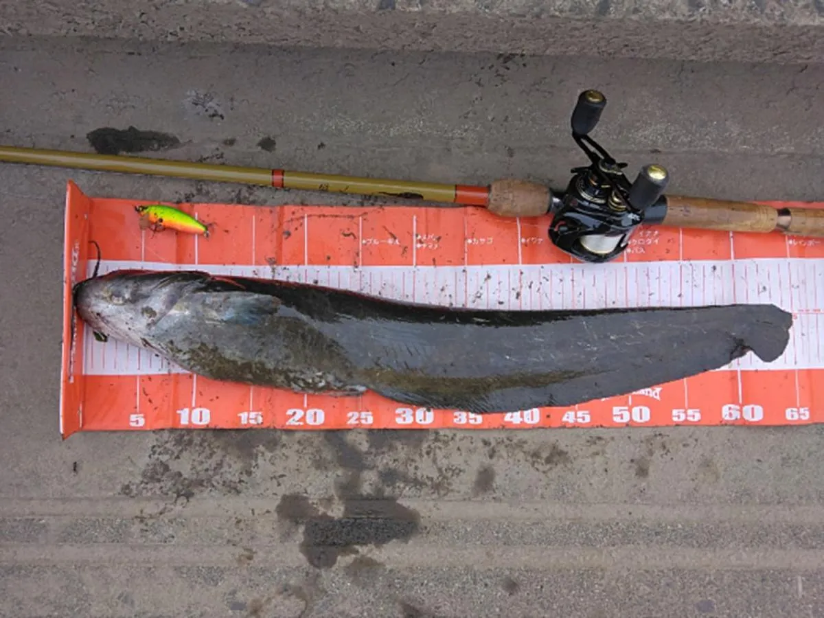 2匹目も65cm！もう一息、大きいサイズが…