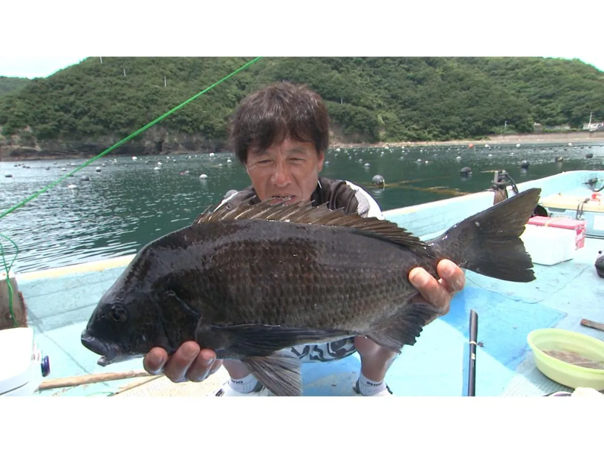 「中切り」で捉えた年なし（第79弾/2016年9月 愛媛県 北灘/『釣りビジョンVODで配信中』）