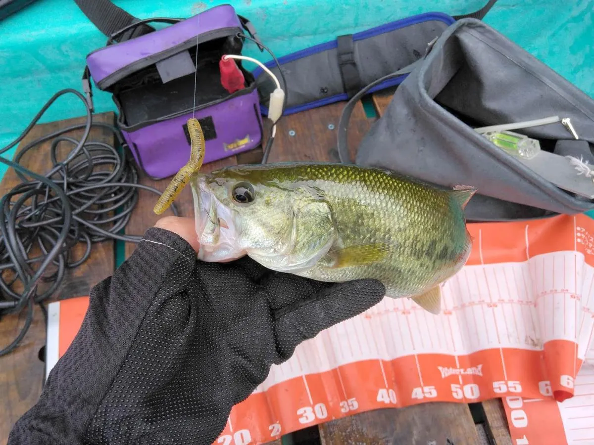センコー2inで釣れた、まともなサイズのバス