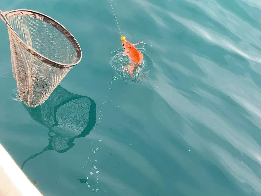 回復期を経て美しい魚体のマダイが取り込まれた
