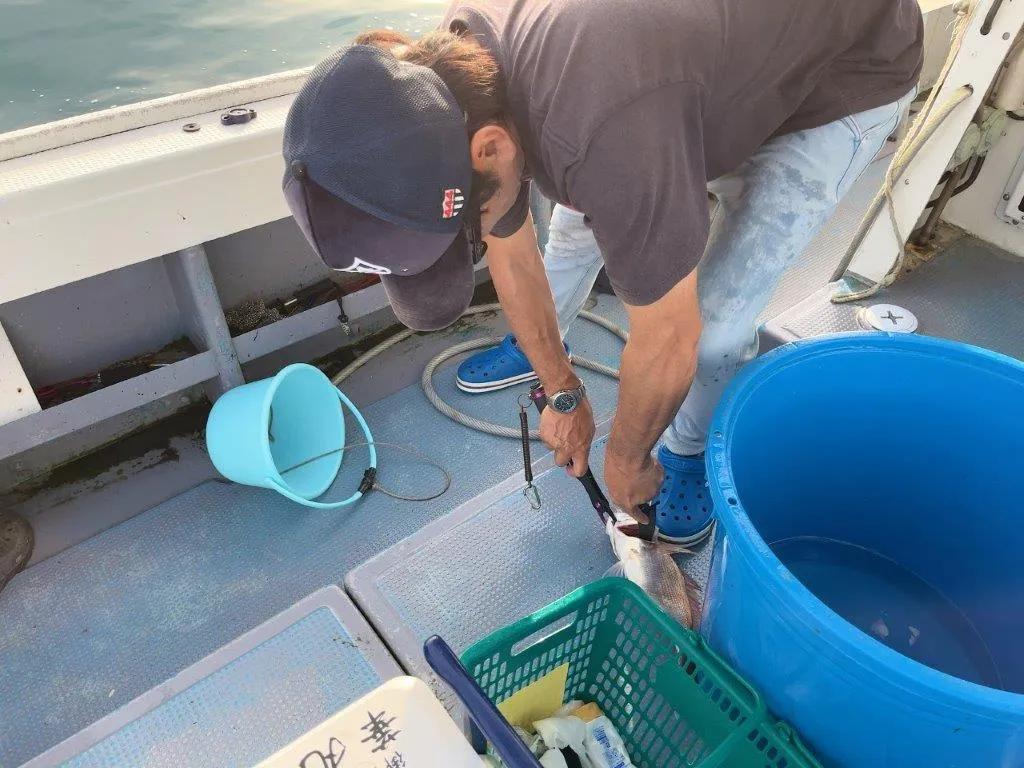釣れた魚はすぐさま船長が締めて血抜きしてくれる