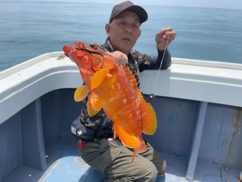 良型のアカハタ。早速、根魚から好調に釣れ始め…