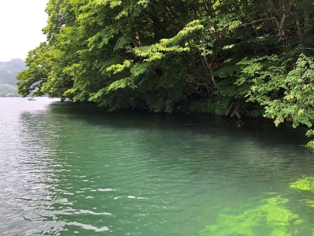 【シェード】シェードとは日影のこと。多くの魚がそうであるように、バスも日影を好む。写真のような岸際に生えた木が水面に落とす影、桟橋や橋が作り出す影、沖に浮いている流木の影にまでバスが付いていることがある