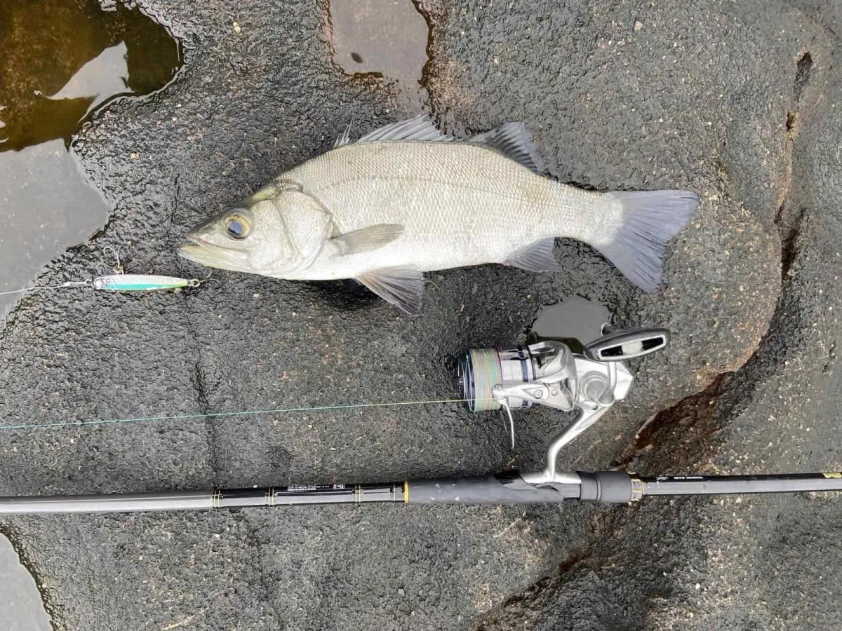 綺麗な魚体のヒラスズキ