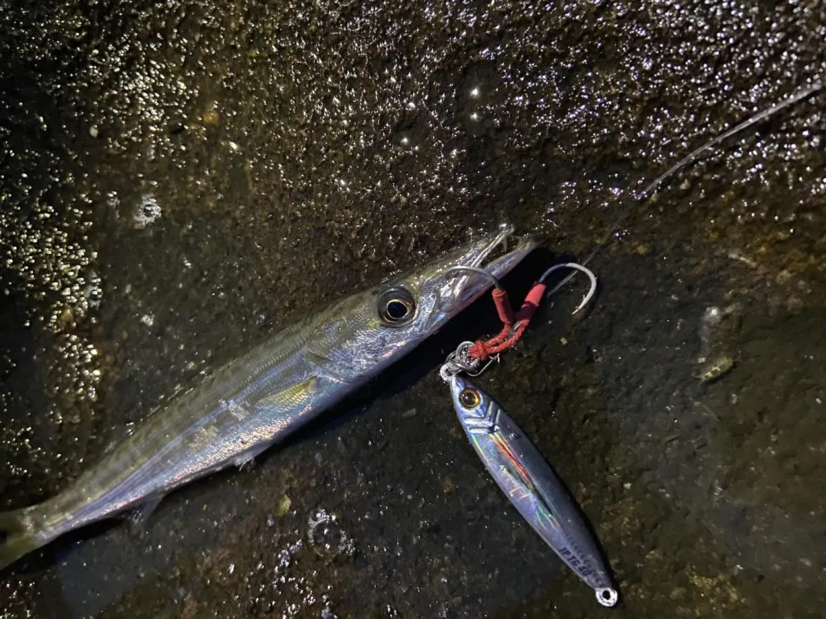 ジグパラで釣り上げたカマス