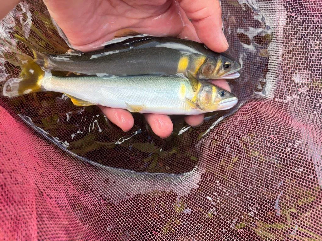釣れるアユは全て真っ黄っ黄！この追星には心奪われてしまう