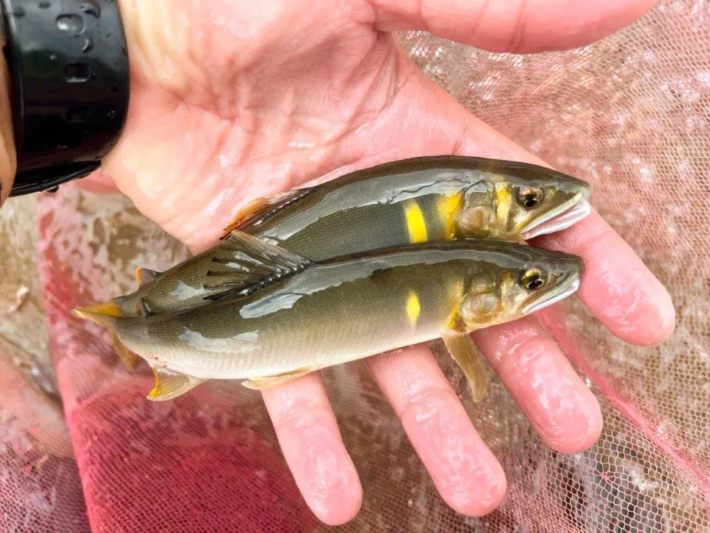 水温も上がると琵琶湖アユの本領発揮だ。サイズに関わらず強いアタリでハリをひったくる！