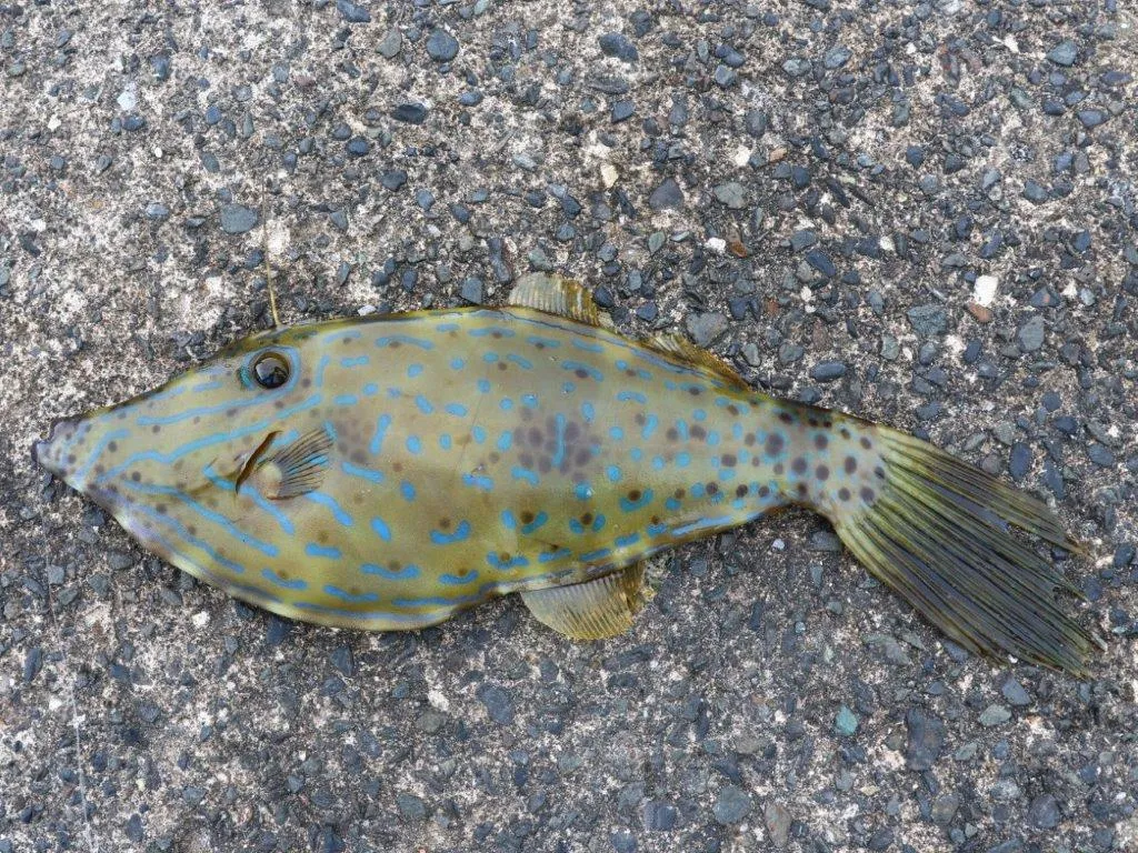 ソウシハギ40cm。内臓にパトリキシンという毒のある魚。勿論、即リリース