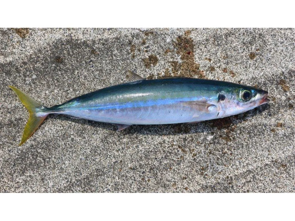 ムロアジ。コマセサビキだと沢山釣れるが、練り餌でもバラケに寄ってきてたまに釣れる