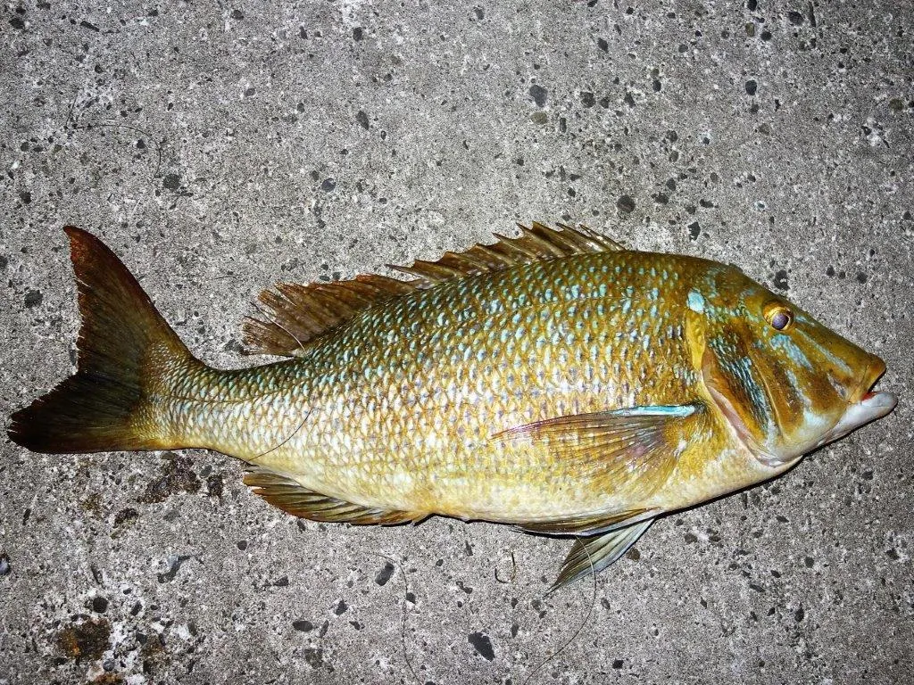 過去に神津島前浜で釣ったハマフエフキ（5kg）