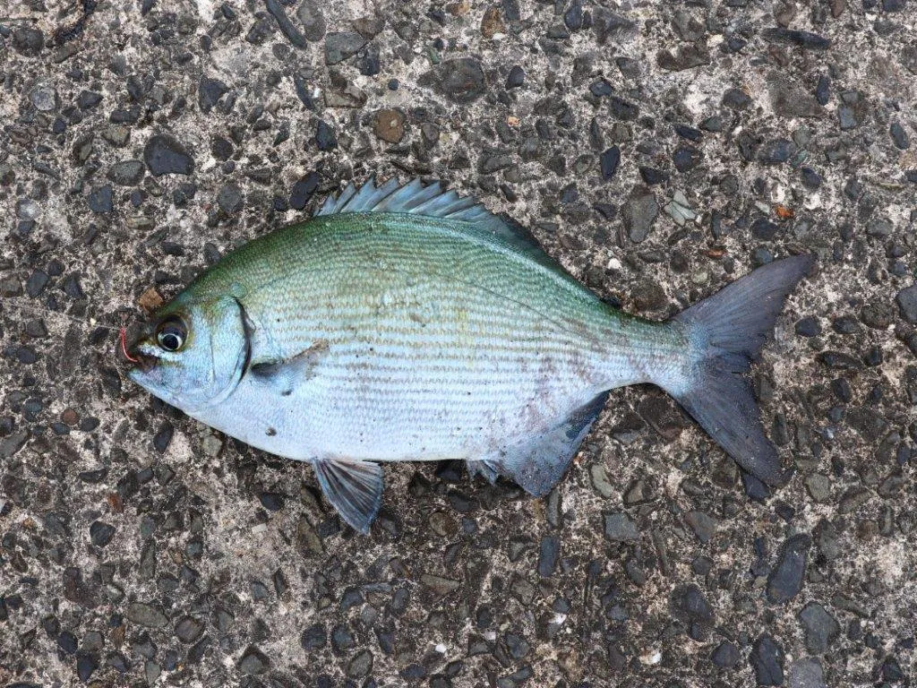 釣れた一番小さいサイズのイスズミ。基本リリース