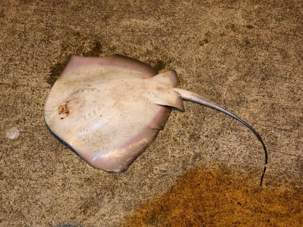 夜釣りでイズヒメエイ約2kg