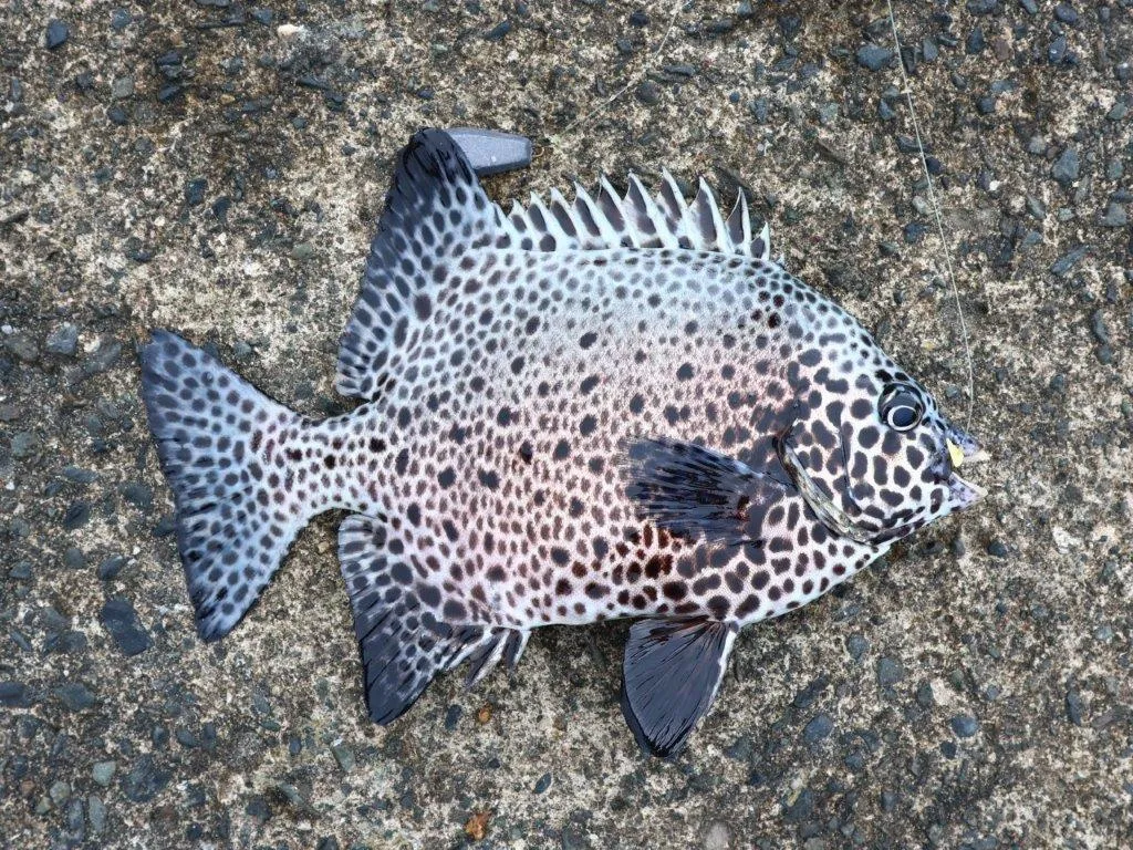 イシガキダイ約30cm。堤防際を狙うとアサリ餌で活発にアタった