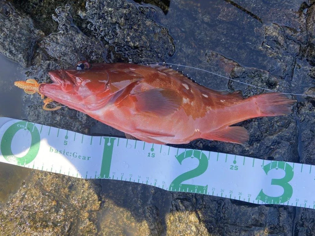 ショアからは嬉しい33cm