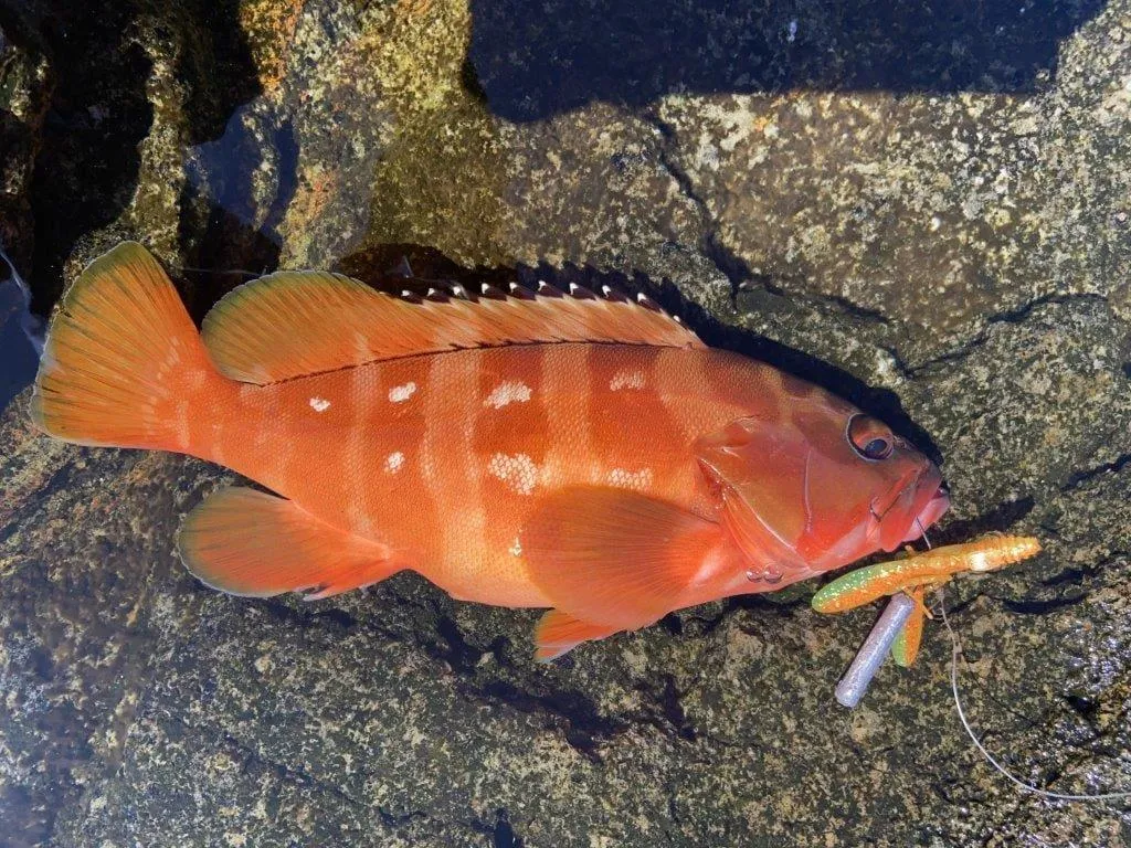 アカハタ