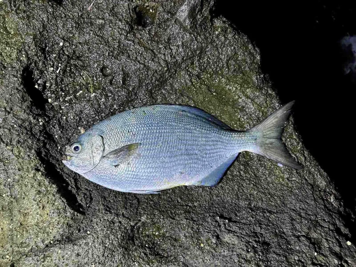 バラシ連発の私の前半戦の釣果は40cm弱のイスズミのみ。©釣りビジョン